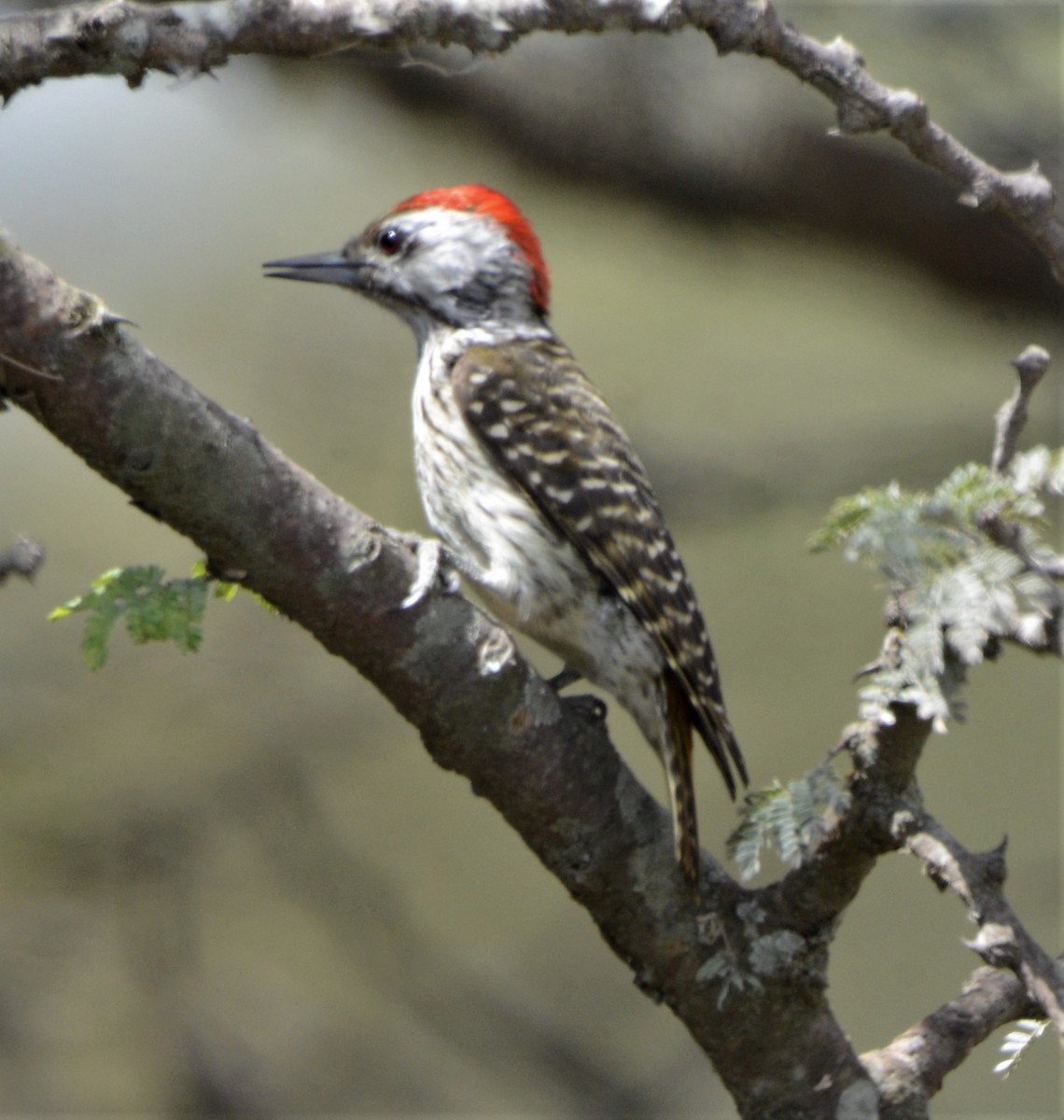 Cardinal Woodpecker - ML362891461