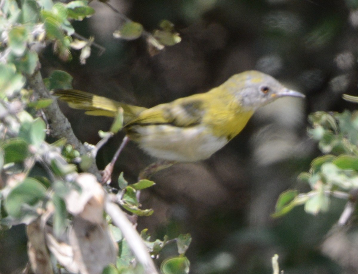 Yellow-breasted Apalis - ML362891751