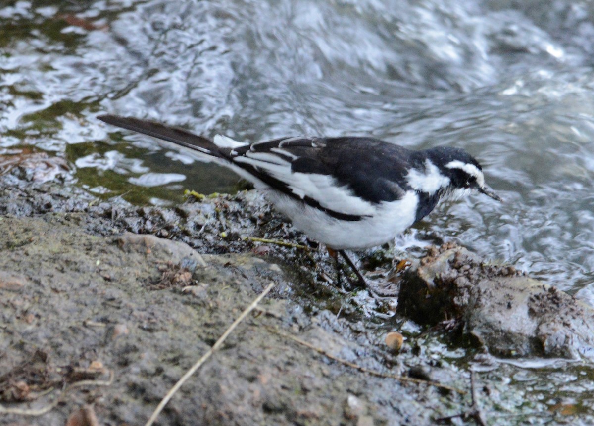 African Pied Wagtail - ML362891991