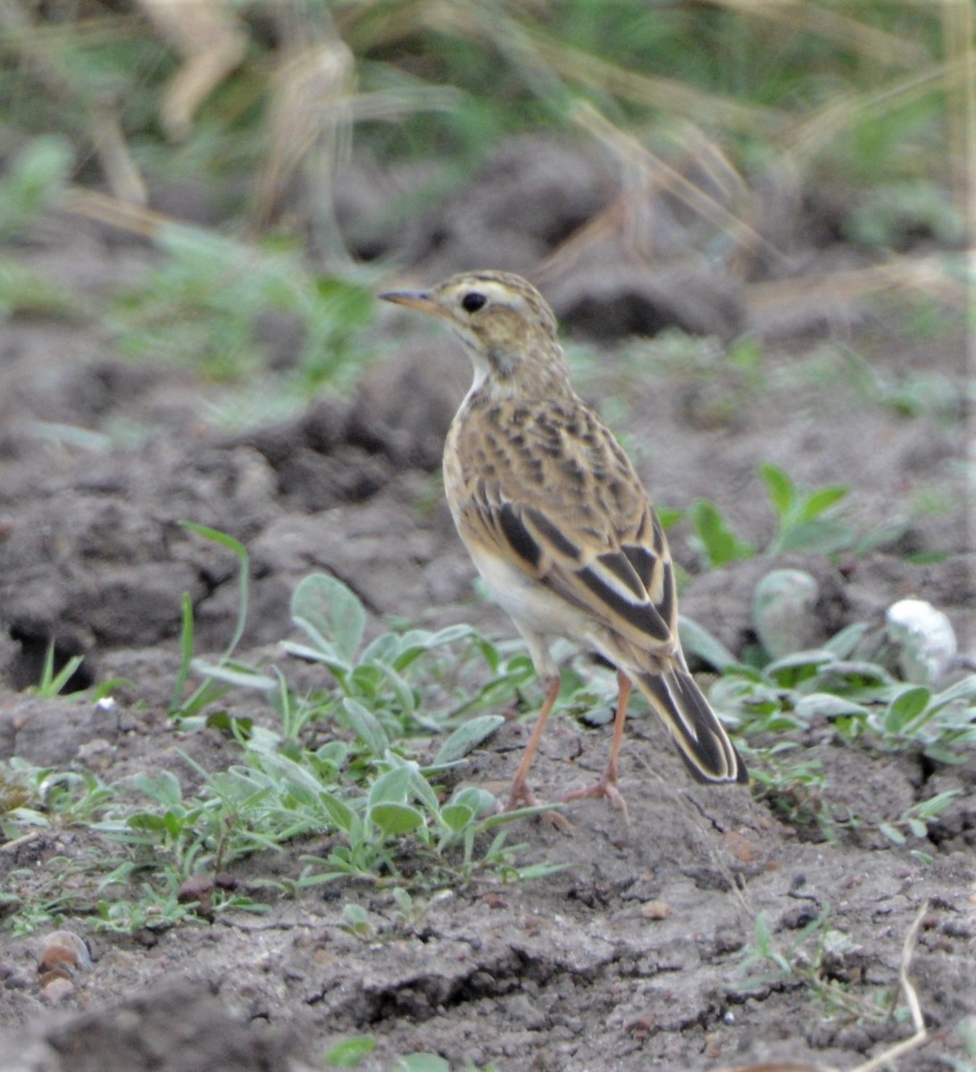 African Pipit - ML362892001