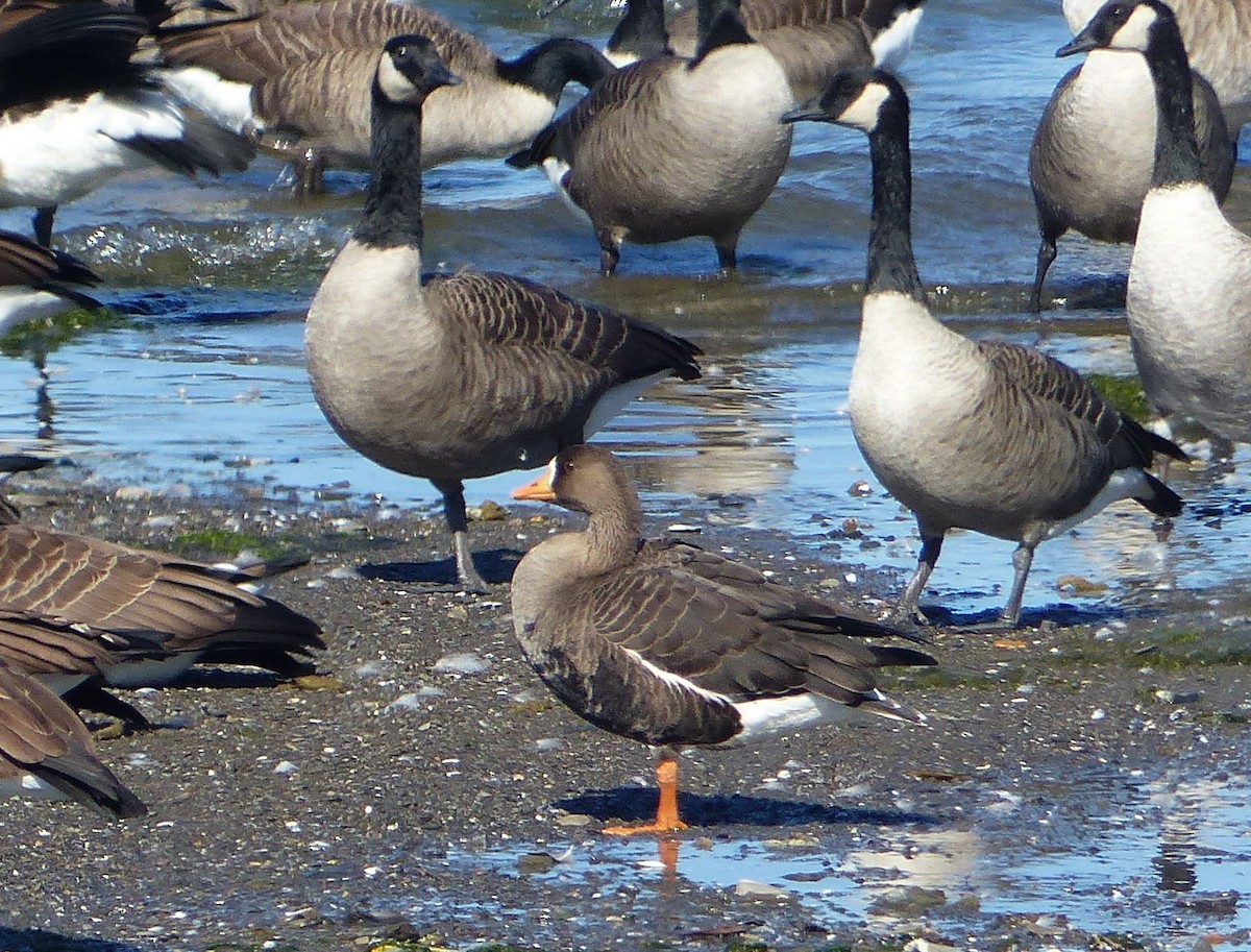 Greater White-fronted Goose (Greenland) - Pierre Fradette