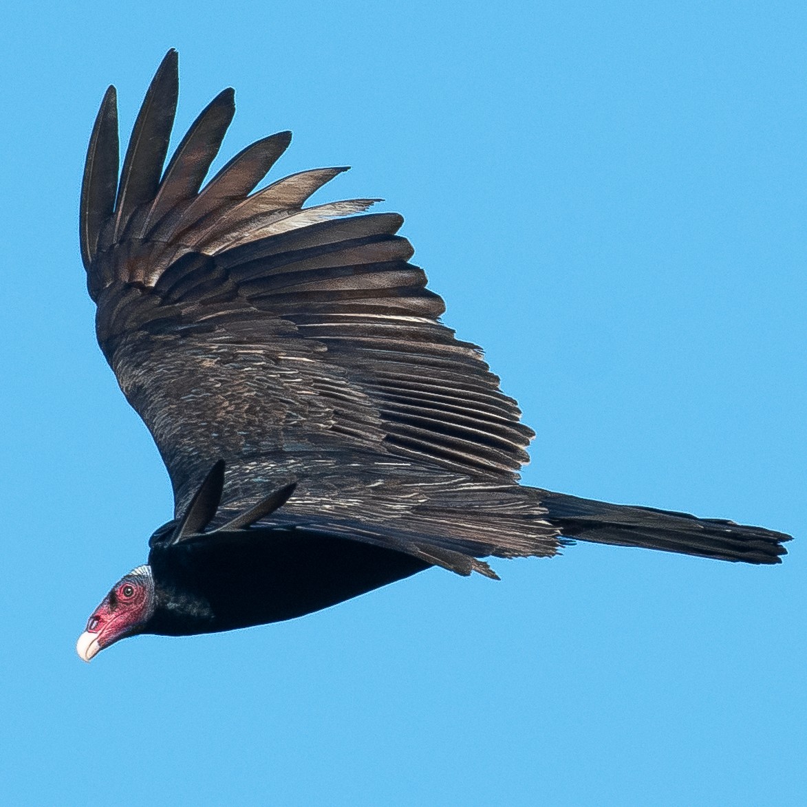 Turkey Vulture - ML362895241