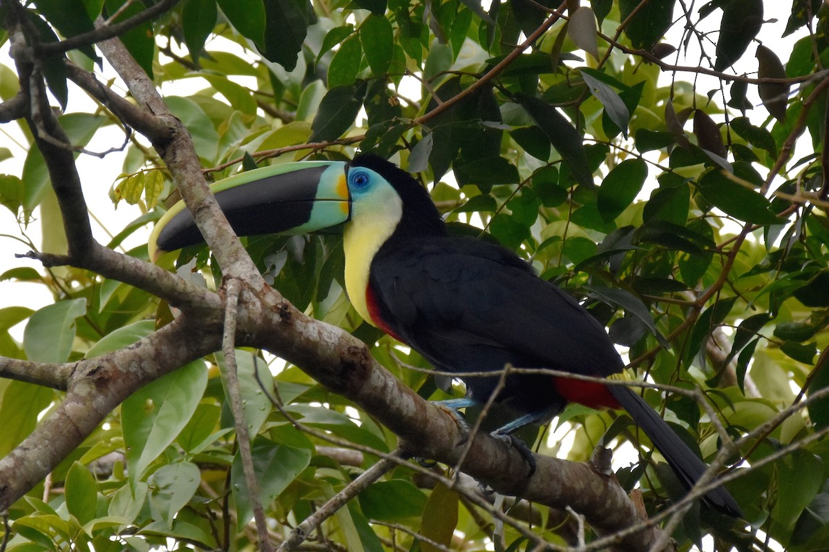 Channel-billed Toucan (Citron-throated) - Nick Moore