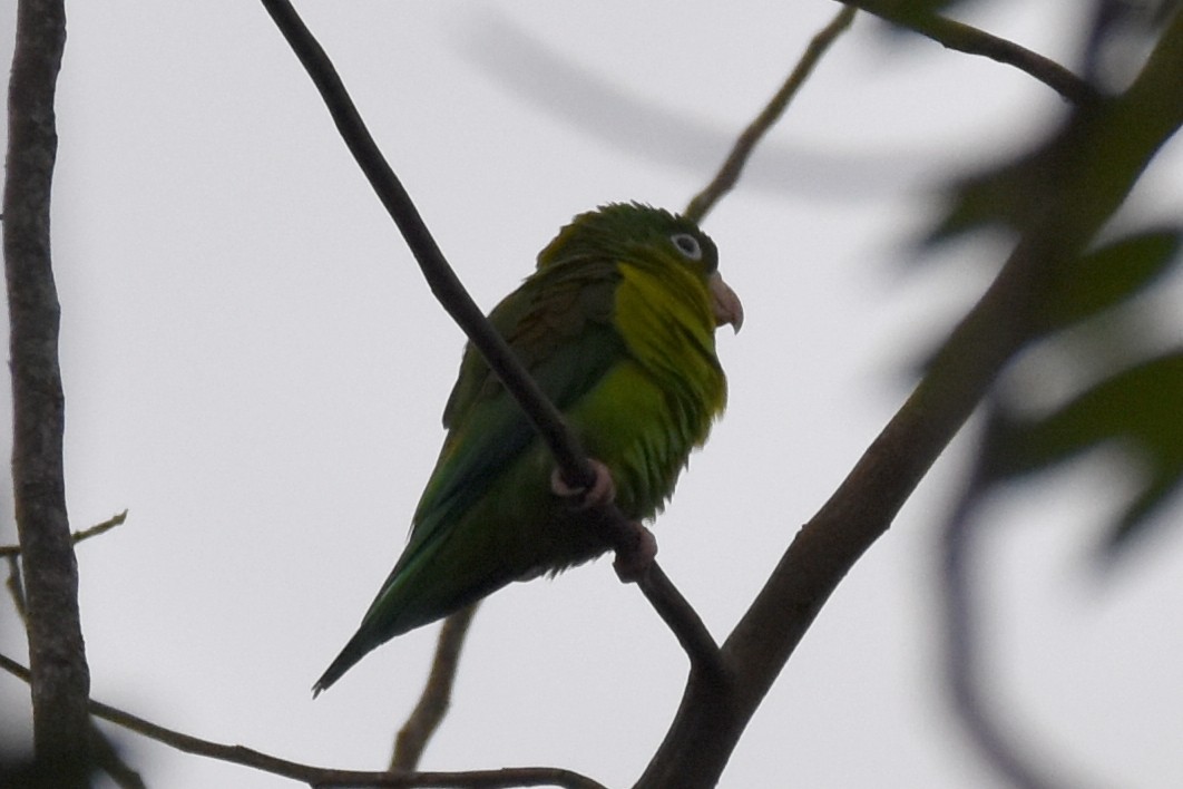 Orange-chinned Parakeet - Nick Moore