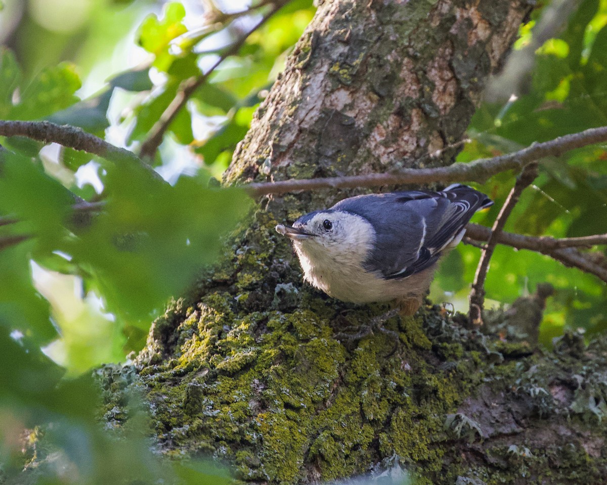 White-breasted Nuthatch - ML362905121