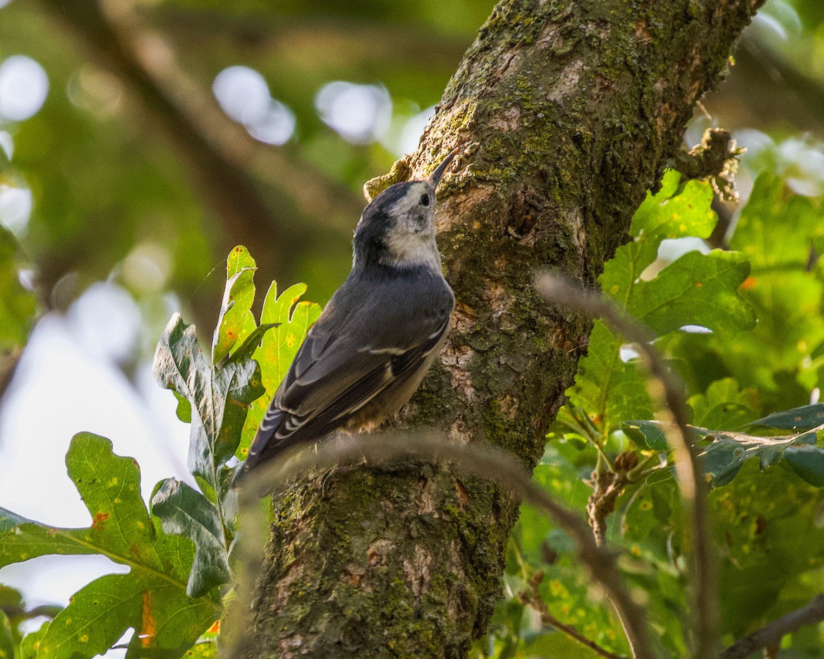 White-breasted Nuthatch - ML362905131