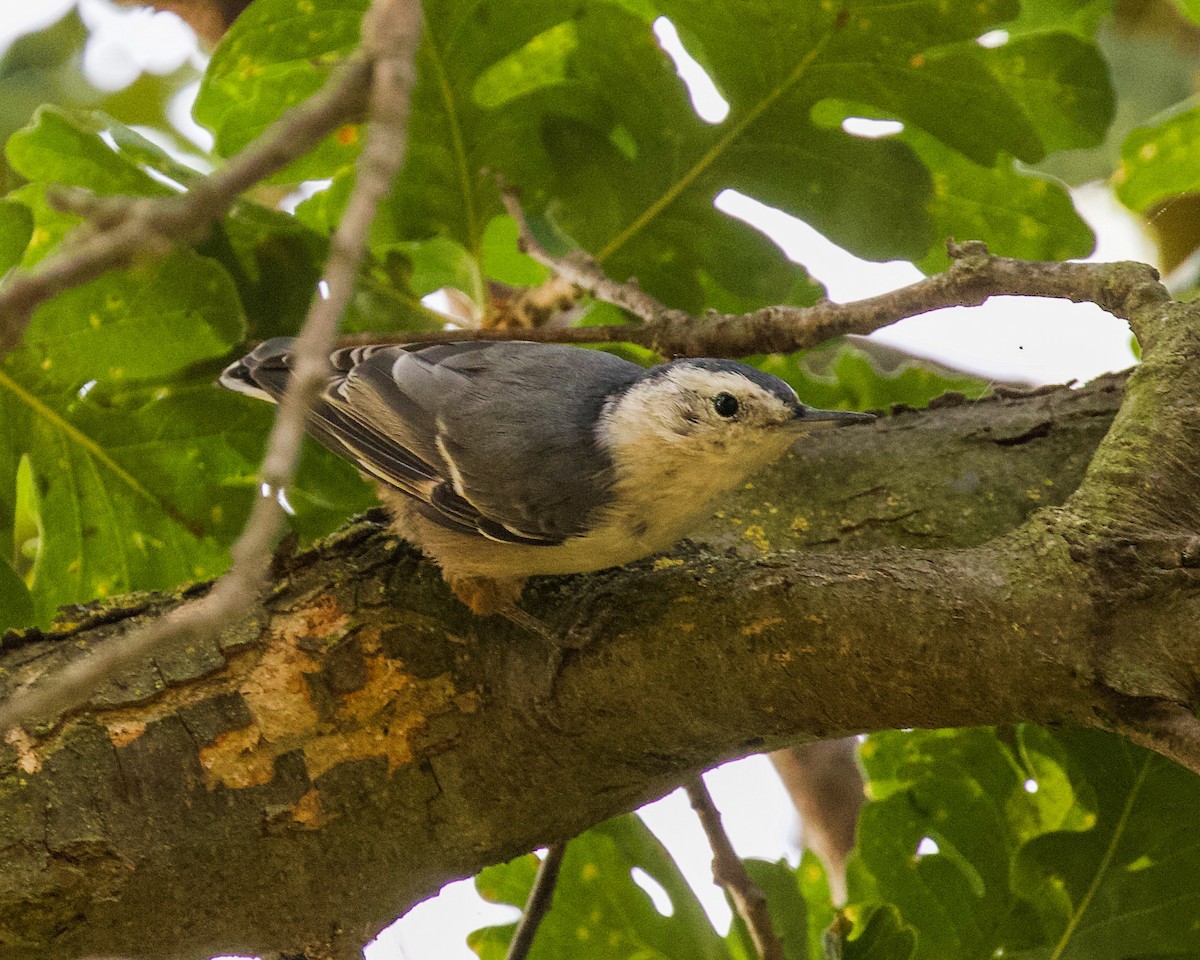 White-breasted Nuthatch - ML362905141