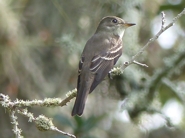 Eastern Wood-Pewee - Ron Smith