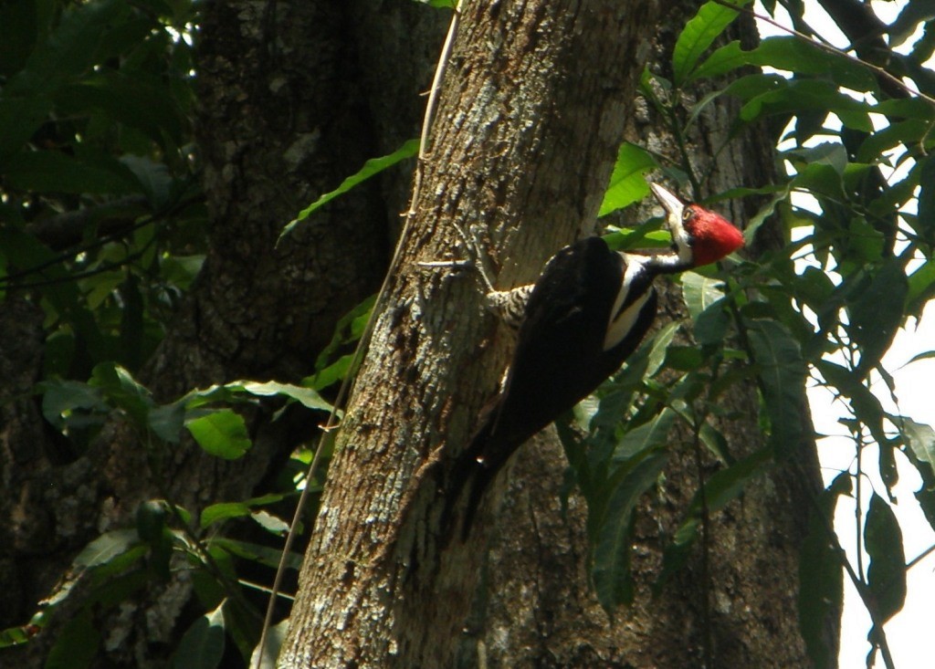 Crimson-crested Woodpecker - Eduardo Freitez Gassán