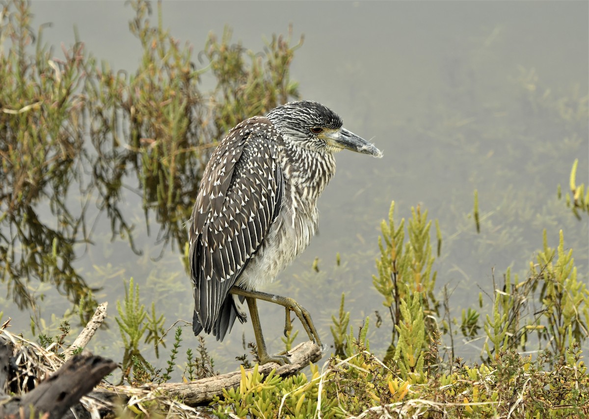 Yellow-crowned Night Heron - Laura Hill