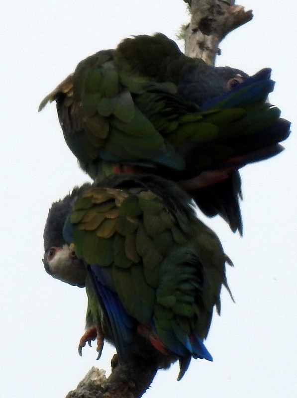 White-crowned Parrot - ML362911791