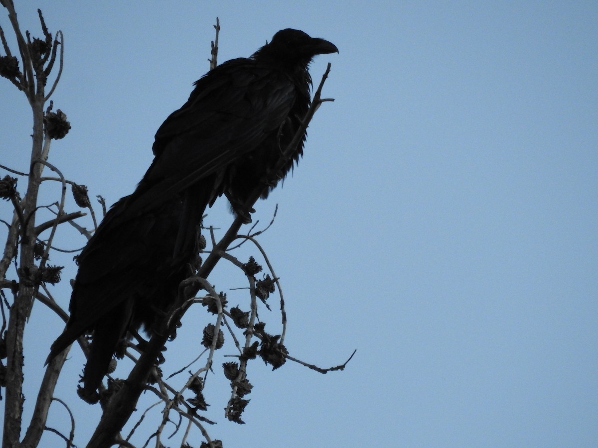 Common Raven - John Hanna