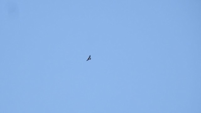 Broad-winged Hawk - ML362918291