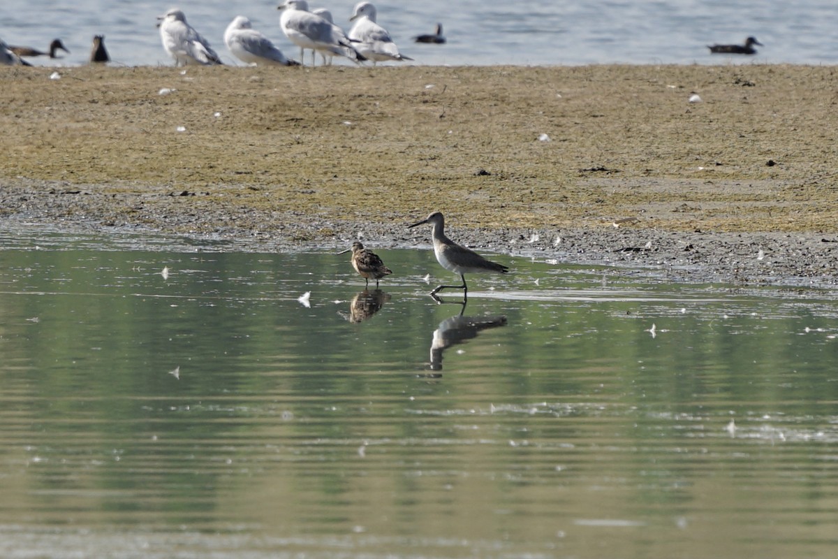 Long-billed Dowitcher - ML362924251