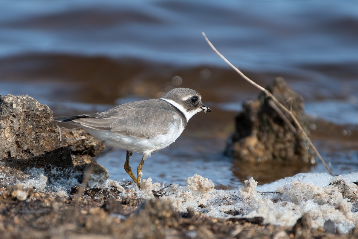 Common Ringed Plover - ML362925831