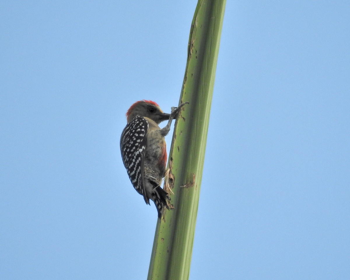 Red-crowned Woodpecker - Tania Aguirre