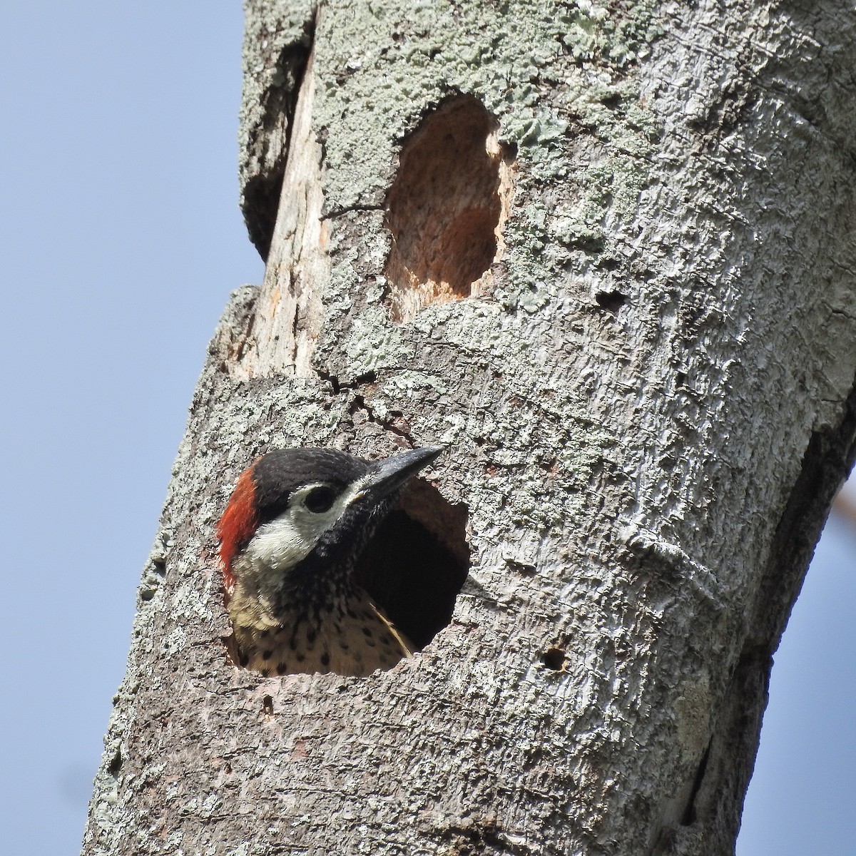 Spot-breasted Woodpecker - Tania Aguirre