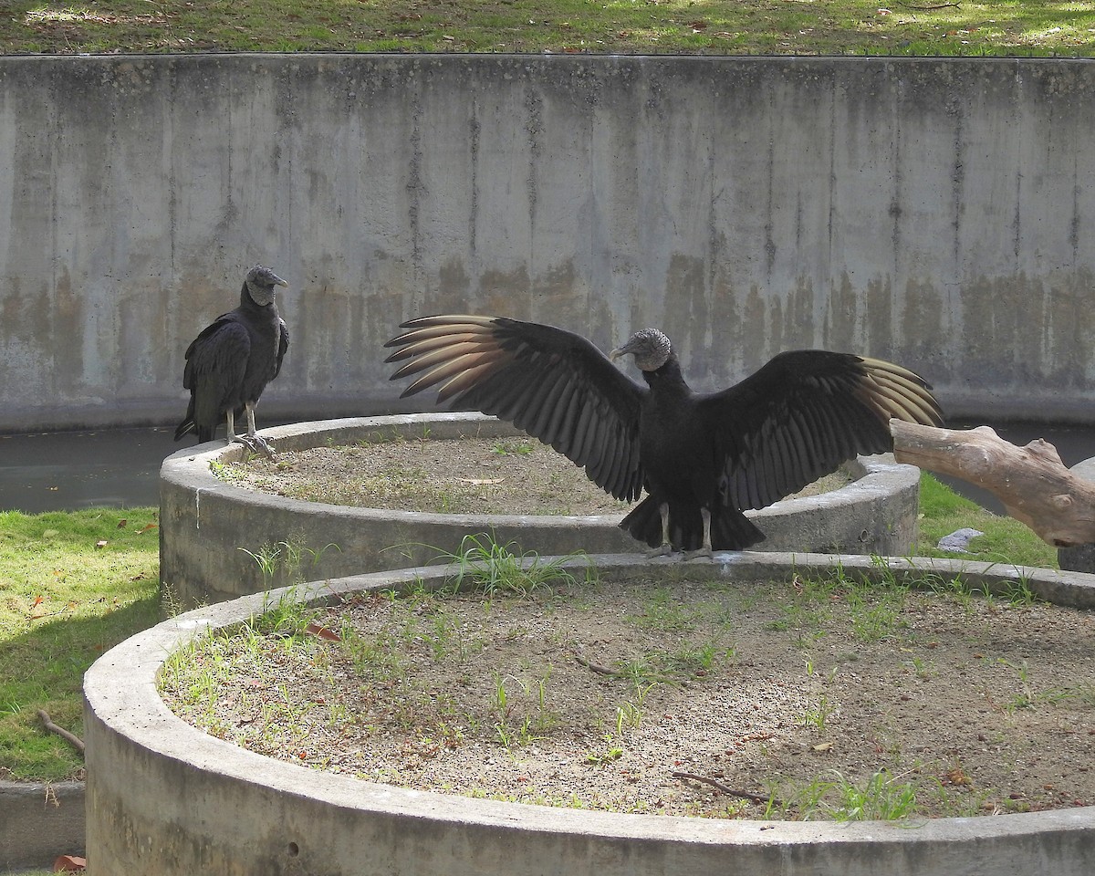 Black Vulture - Tania Aguirre