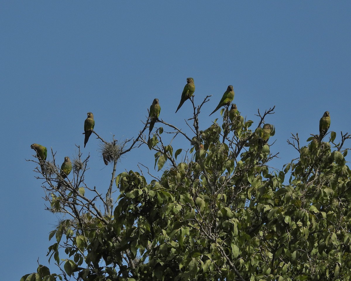 Brown-throated Parakeet - ML362927251