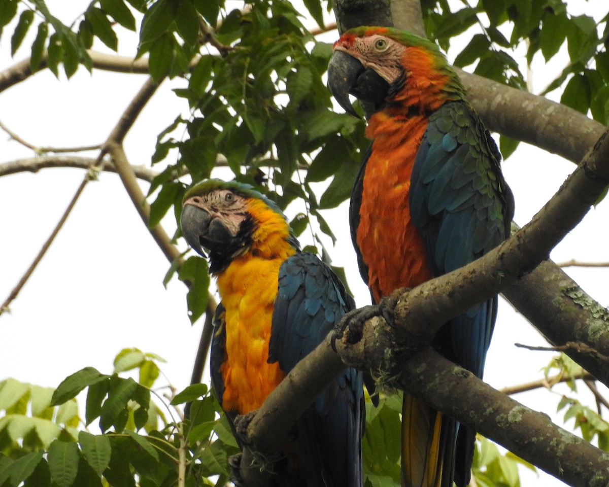 large macaw sp. - ML362927431