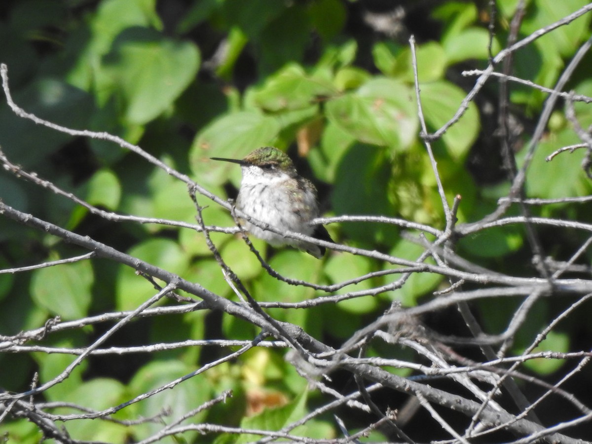 Ruby-throated Hummingbird - Paul Brown