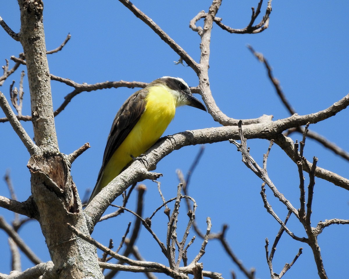 Boat-billed Flycatcher - Tania Aguirre