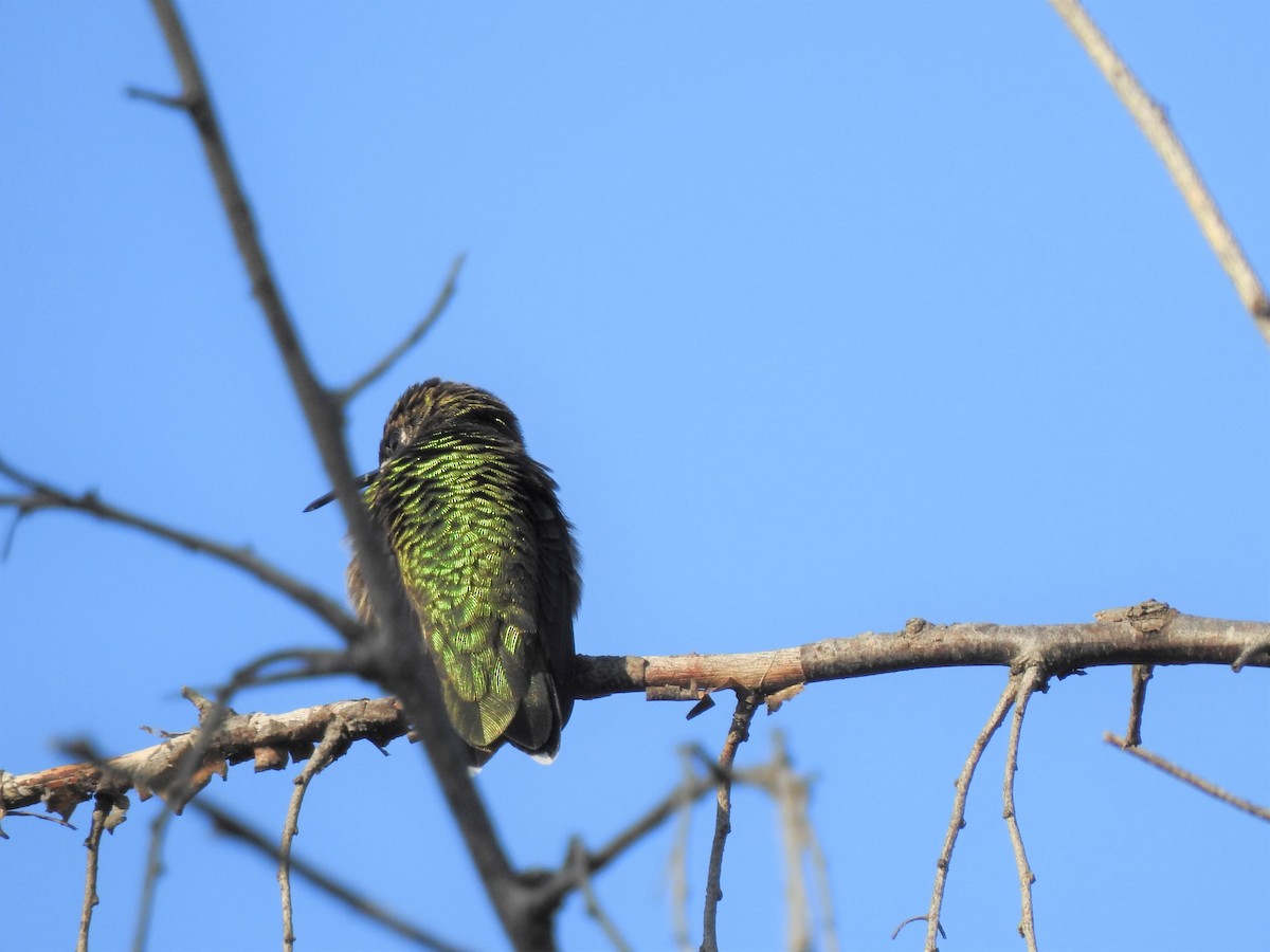 Calliope Hummingbird - ML362931831