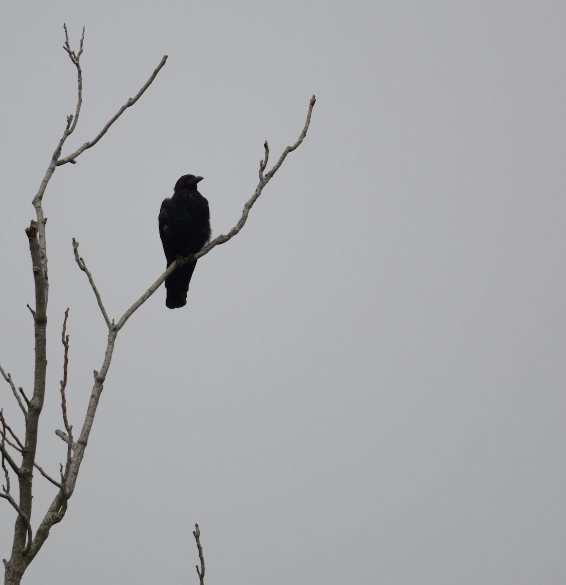 Common Raven - Judy Lipton