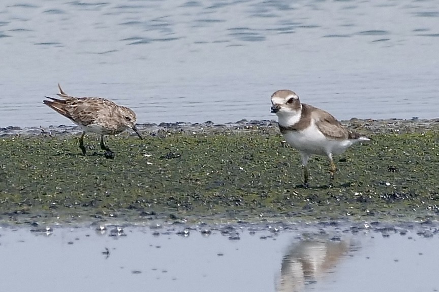 Semipalmated Plover - ML362932851