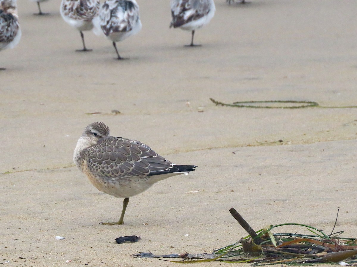 Red Knot - ML362933121