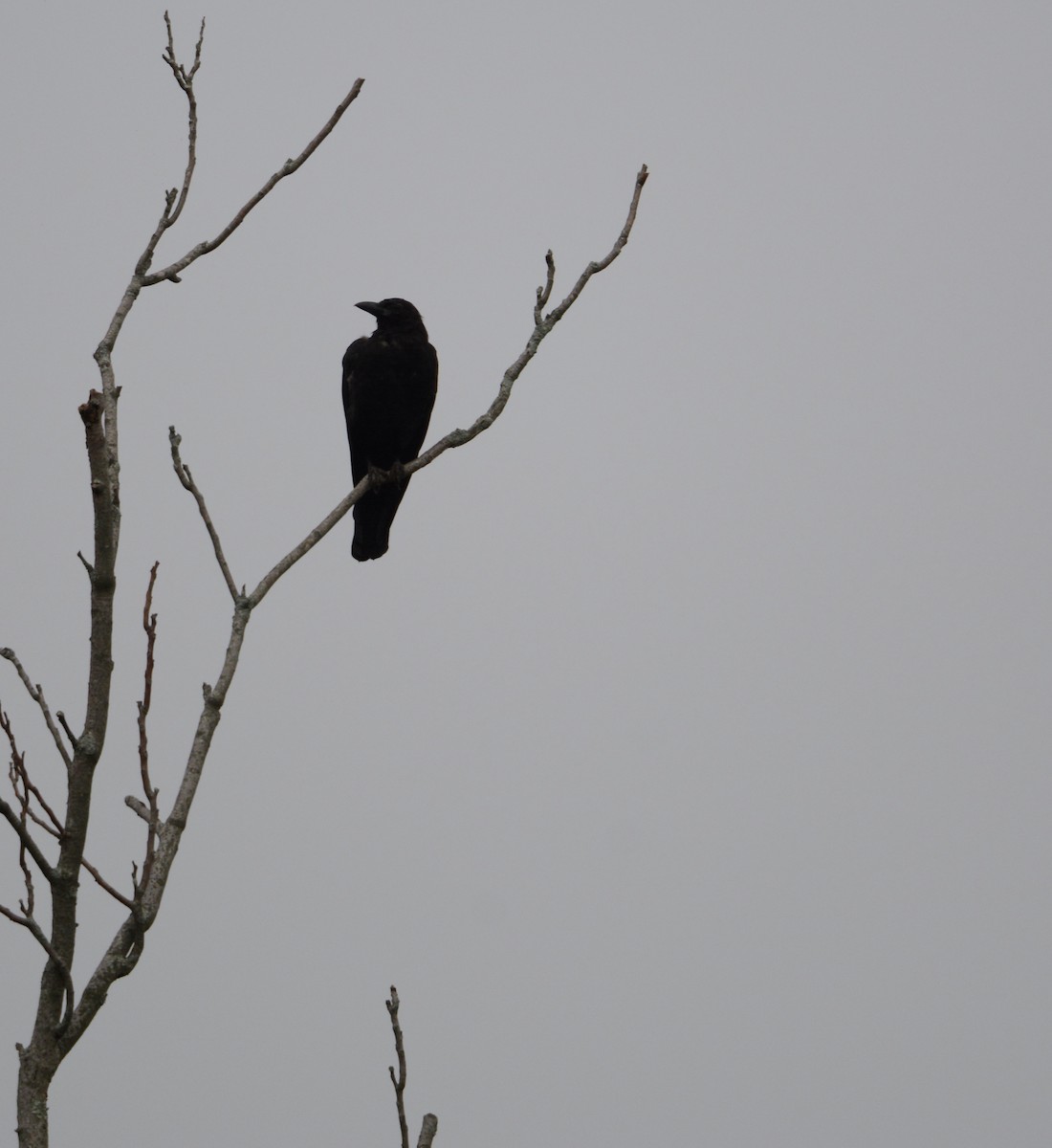 Common Raven - ML362933881