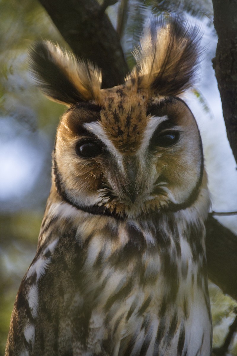Striped Owl - ML362934191