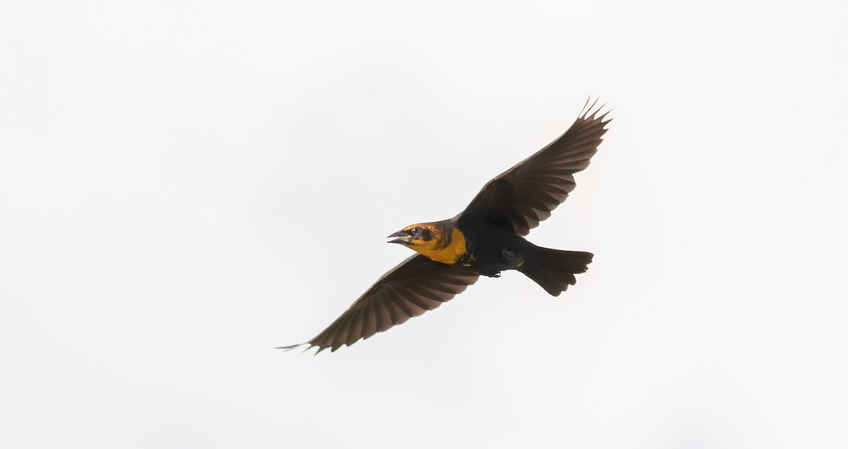 Yellow-headed Blackbird - ML362937441