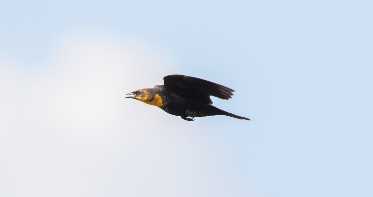 Yellow-headed Blackbird - ML362937511
