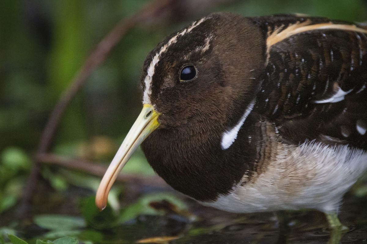South American Painted-Snipe - Gonzalo Camiletti