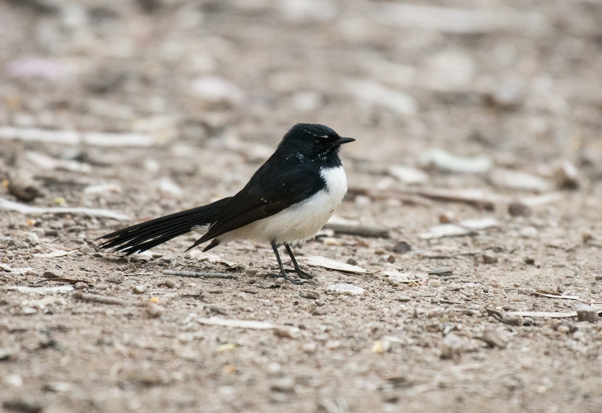Willie-wagtail - ML362940481
