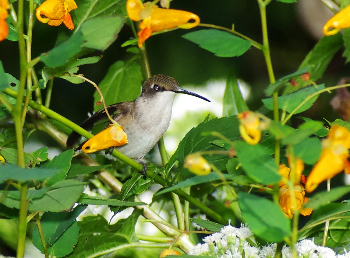 Ruby-throated Hummingbird - Mary Caldwell