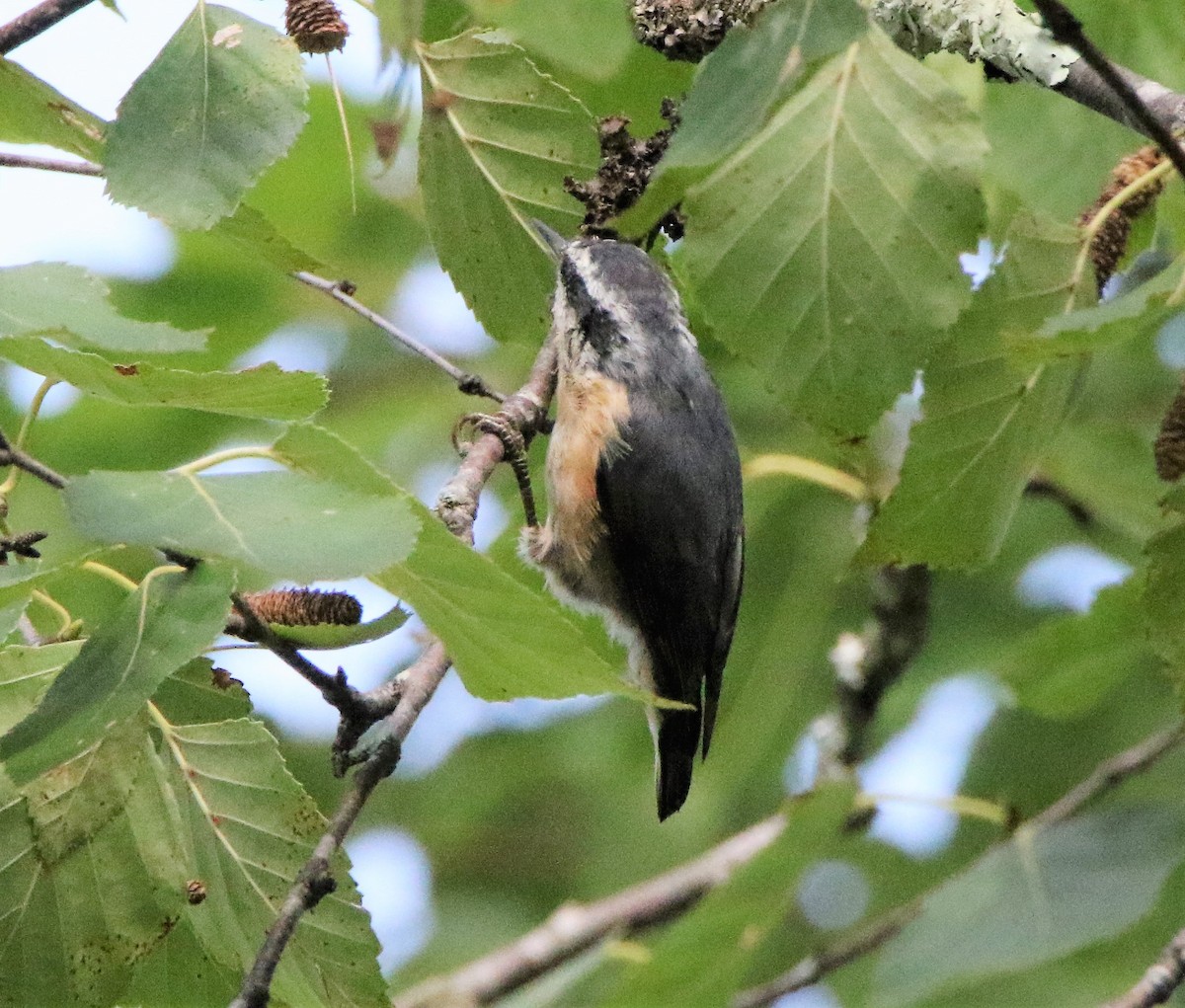 Red-breasted Nuthatch - ML362948901