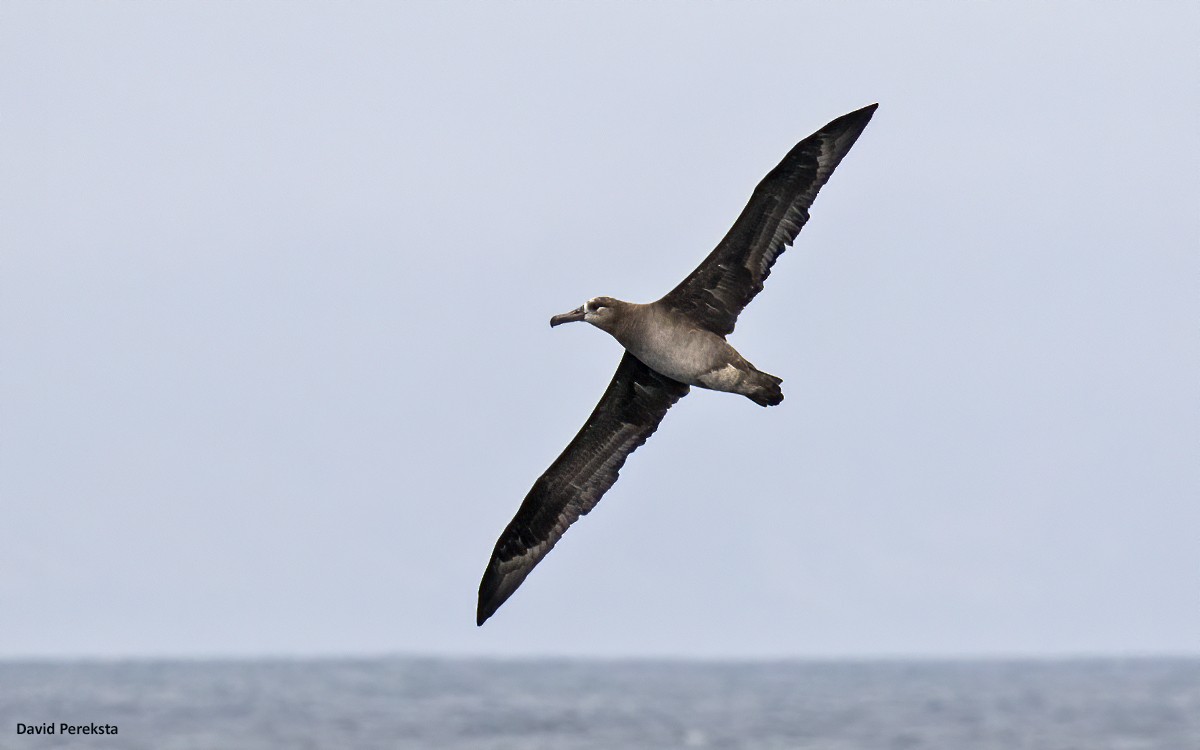 Albatros à pieds noirs - ML362952461