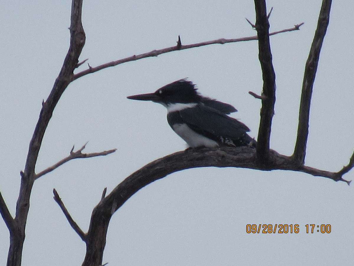 Belted Kingfisher - Vivian F. Moultrie