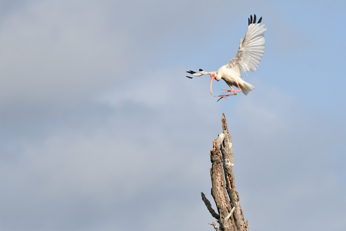 White Ibis - Bill Eisele
