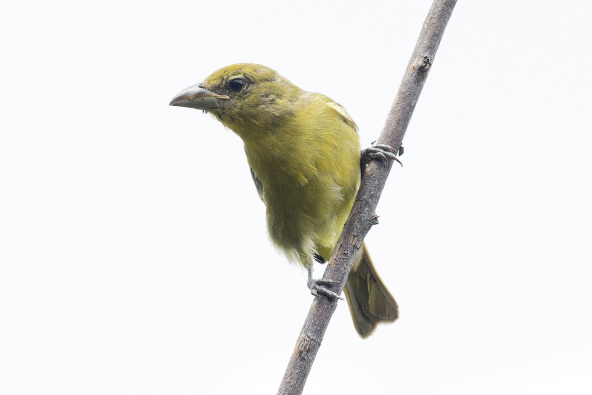 Hepatic Tanager - ML362968641