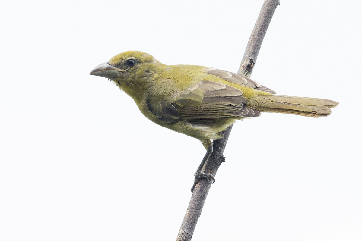 Hepatic Tanager - ML362968701