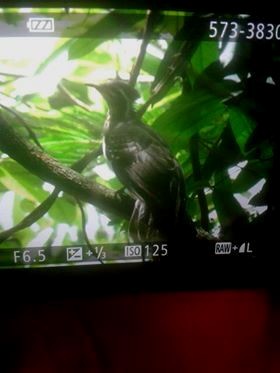 Pheasant Cuckoo - older rodriguez