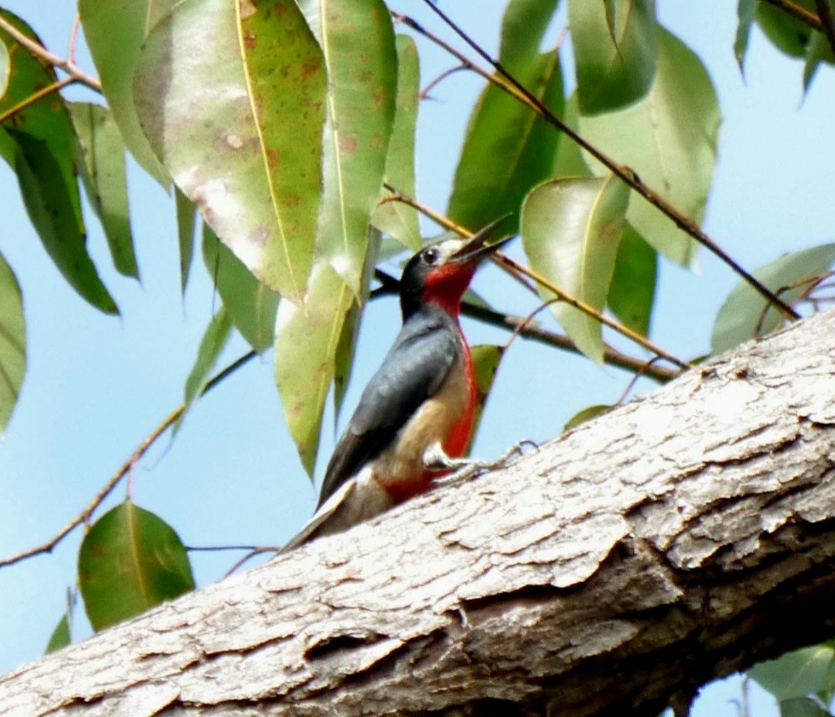 Puerto Rican Woodpecker - ML362975491