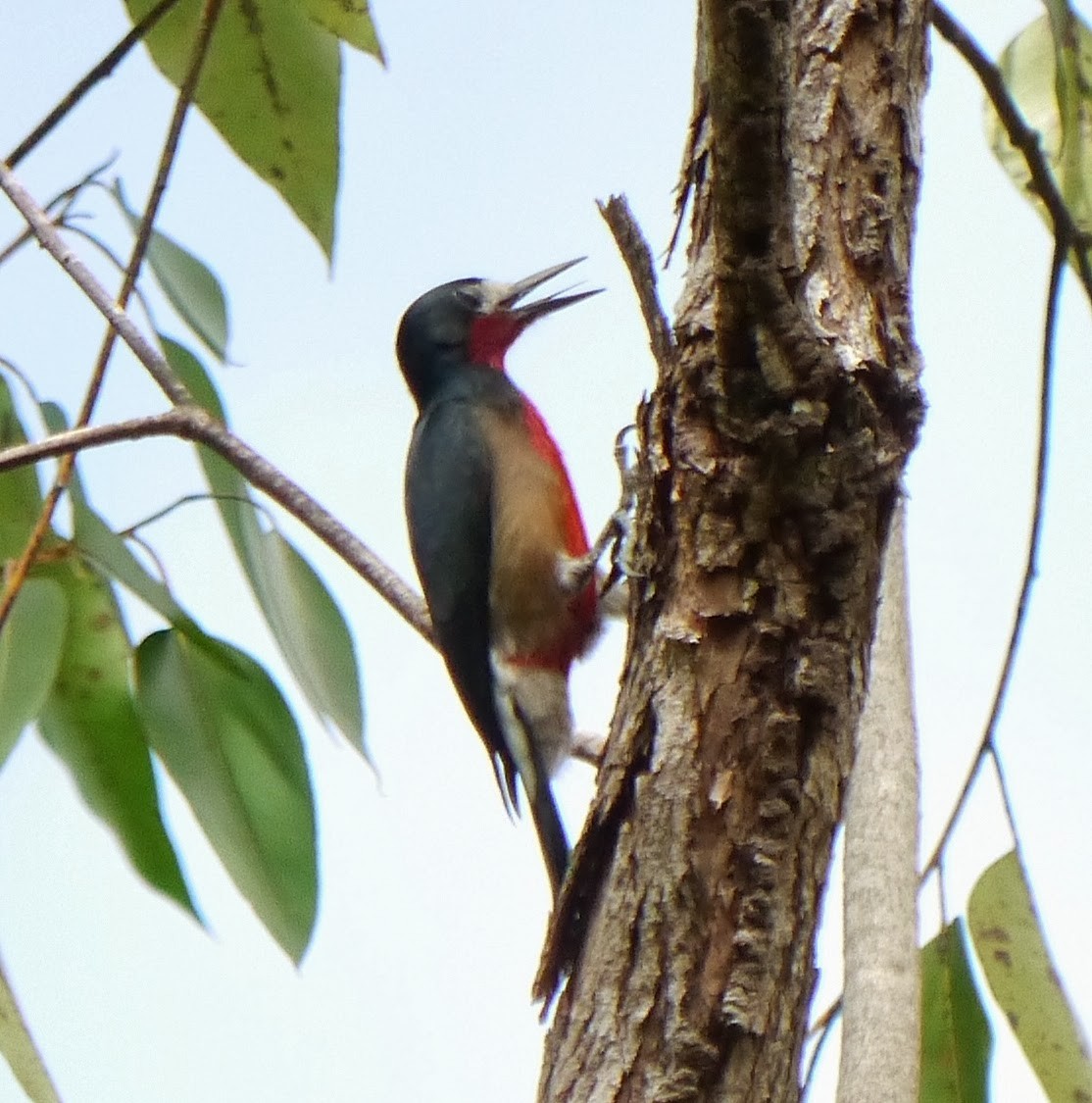 Puerto Rican Woodpecker - ML362975521