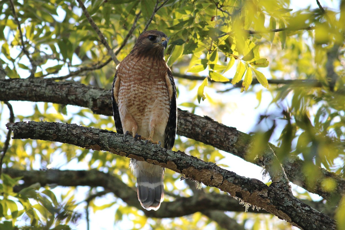 Red-shouldered Hawk - Jeff O'Connell