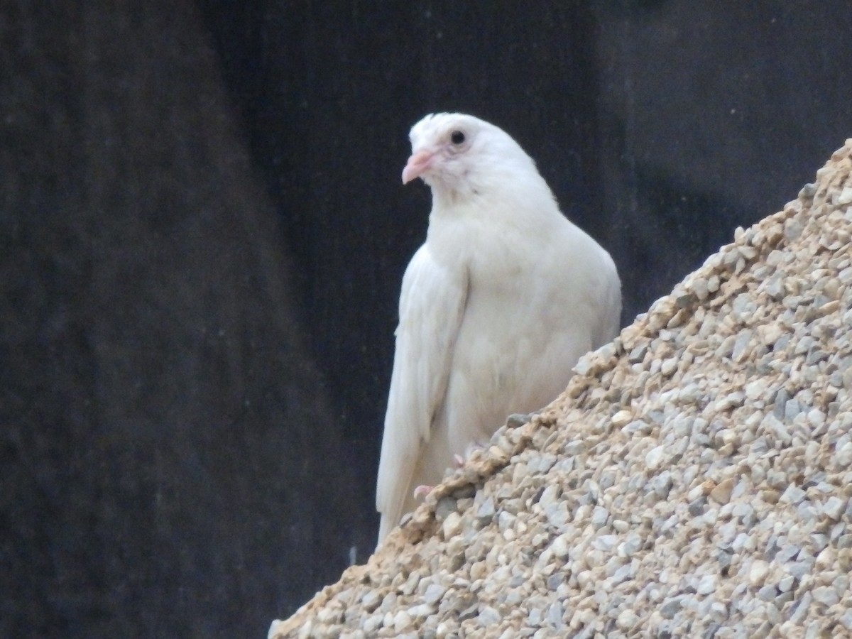 Rock Pigeon (Feral Pigeon) - ML362987911