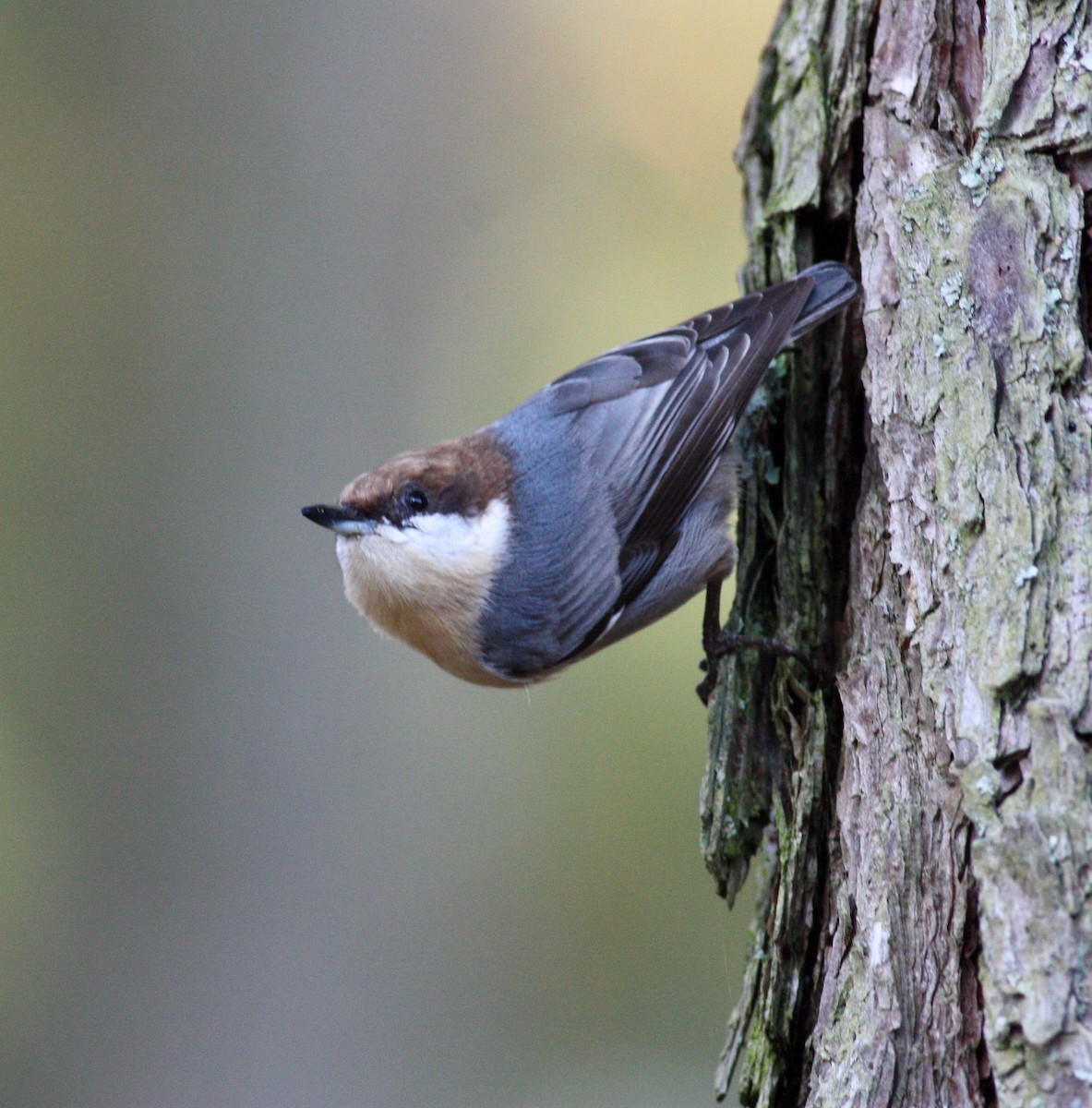 Brown-headed Nuthatch - ML36299101