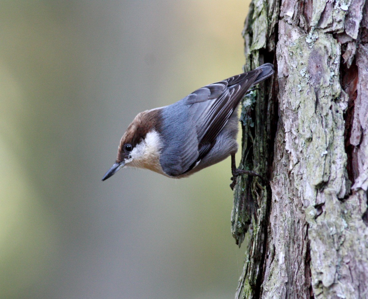 Brown-headed Nuthatch - ML36299121